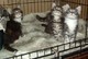 Disponible maine coon gatitos