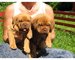 Dogo de burdeos cachorros
