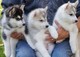 Dulces cachorros Siberian Husky - Foto 1