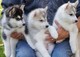 Dulces cachorros siberian husky