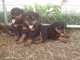 Enorme cabeza cachorros de rottweiler