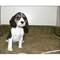Fflos cachorros beagle pedigree tri color hermosas para la venta
