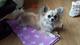 Ffv f nivel de goma hermosos cachorros Chihuahua - Foto 1