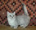Gatitos munchkin registrados