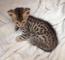 Hermosos gatitos sabana - Foto 1
