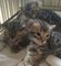 Hngg los gatitos de bengala tica registrada disponibles