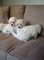 Impresionantes cachorros bichon frise