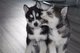 Lindo Hombre y hembra cachorros Husky Siberiano ojos azules - Foto 1