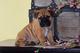 Los cachorros Bullmastiff para la venta - Foto 1