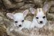 Los cachorros Chihuahua impresionante liso - Foto 1