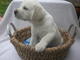 Los cachorros de Labrador - Foto 1