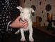 Los cachorros miniatura inglés bull terrier