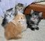 Los gatitos hermosos del Coon de Maine - Foto 1