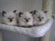 Malute lindo y hermoso hogar planteadas gatitos ragdoll