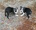 Motherland Rojo y negro Kennel Club registrados Boston Terriers - Foto 1