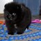 Negro de pura raza Pomerania Cachorros - Foto 1