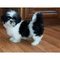 Perritos de Shih Tzu Pedigree niños y niñas de 9 semanas de edad - Foto 1