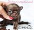 Puppydiamond boutique exclusiva - Foto 1