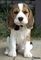 Regalo cacharros de Beagle - Foto 1