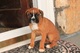 Regalo cachorros de boxer