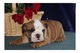 Regalo preciosos cachorros de Bulldog ingles - Foto 1