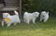 Samoyedo del perrito de 13 semanas activo