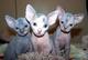 Sphynx sphynx gatito negro hembra