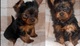 Yorkshire terrier hermoso cachorrito de