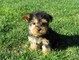 Adorables cachorros yorkie disponibles para la adopción - Foto 1