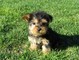 Adorables cachorros yorkie disponibles para la adopción