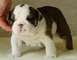 Amistoso bulldog inglés cachorros de 12 semanas,