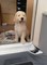 Los cachorros de Goldendoodle - Foto 1