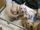 Los cachorros de Goldendoodle - Foto 2