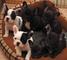 Malaga Regalo cachorros de bulldog frances - Foto 1
