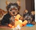 Regalo cachorros toy , de yorkshire terrier - Foto 1