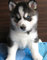 Regalo Dos Husky siberiano por Adopción Husky - Foto 1