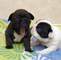 Toledo Regalo cachorros de bulldog frances - Foto 1