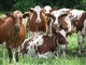 Vacas lecheras y cabras para la venta