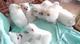 AKC registrados cachorros pomeranian blanco puro - Foto 1