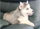 Cachorros siberian husky hembra en busca de sus hogares para siem