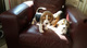 Inicio Bred cachorros beagles - Foto 1