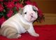 Pura razza de bulldog ingles cachorros