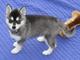 Regalo cachorros husky siberianos en regalo masculino y femenino