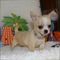 Regalo chihuahua toy de bolsillo