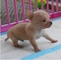 Regalo de Chihuahuas de pura raza - Foto 1