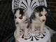 Los cachorros Siberian Husky y alaska malamute - Foto 1