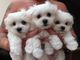 Regalo bichon maltes