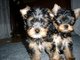 Cachorros yorkshire terrier macho y hembra para la adopción