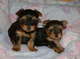 Dos perritos bonitos pequeño yorkie para la adopción