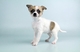 Magníficos cachorros de pelo corto Chihuahua, Mujer - Foto 1